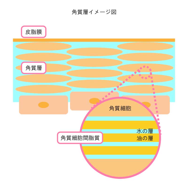 角質細胞間脂質イメージ