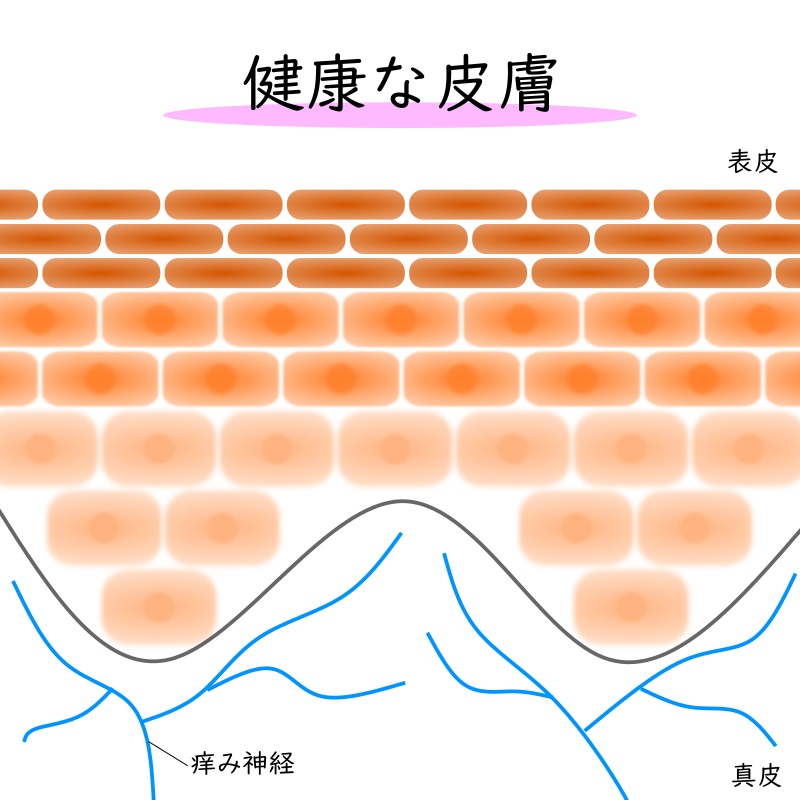 健康な皮膚